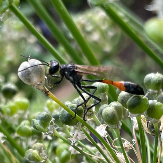 Gemeine Sandwespe: Tier im Habitat Stadt und Garten in der NatureSpots App