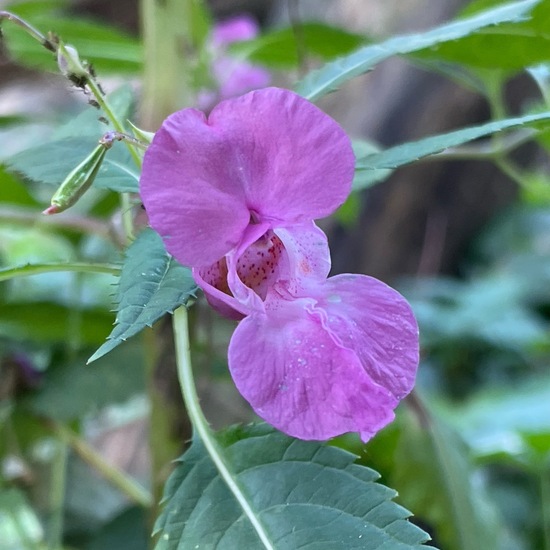 Impatiens glandulifera: Plant in habitat Riparian forest in the NatureSpots App