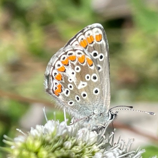 Kleiner Sonnenröschen-Bläuling: Tier im Habitat Garten in der NatureSpots App