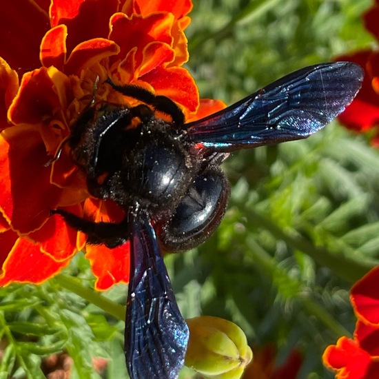 Carpenter bee: Animal in habitat Garden in the NatureSpots App