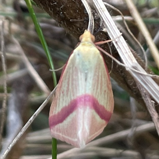 Rhodometra sacraria: Tier im Habitat Grasland und Büsche in der NatureSpots App