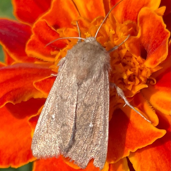 Mythimna albipuncta: Animal in habitat Garden in the NatureSpots App