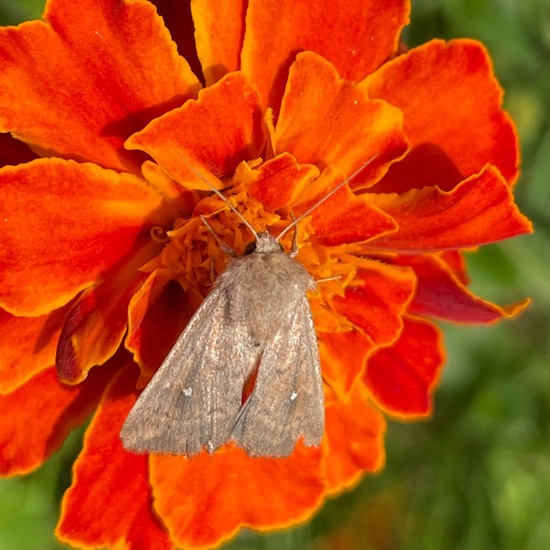 Weißpunkt-Graseule: Tier im Habitat Garten in der NatureSpots App