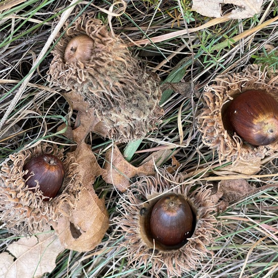 Zerreiche: Pflanze im Habitat Wald der gemäßigten Breiten in der NatureSpots App