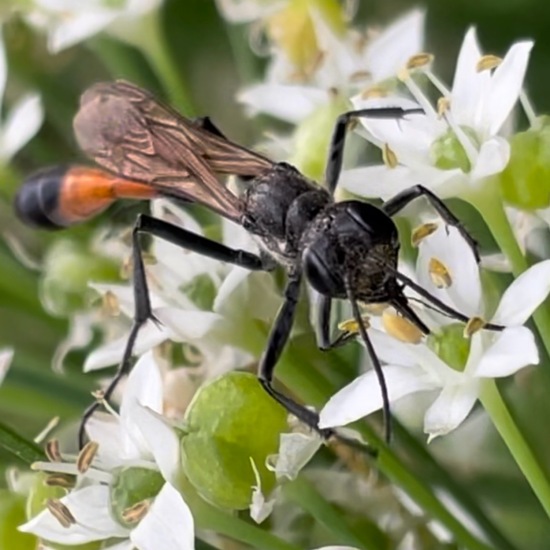 Gemeine Sandwespe: Tier im Habitat Stadt und Garten in der NatureSpots App