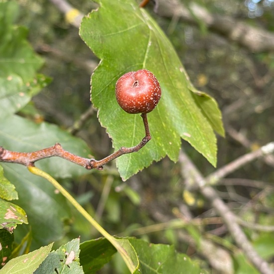 Sorbus torminalis: Plant in habitat Temperate forest in the NatureSpots App