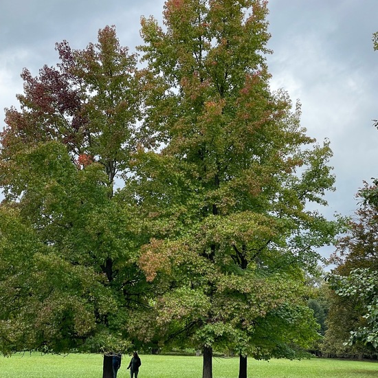 Liquidambar styraciflua: Plant in habitat Park in the NatureSpots App