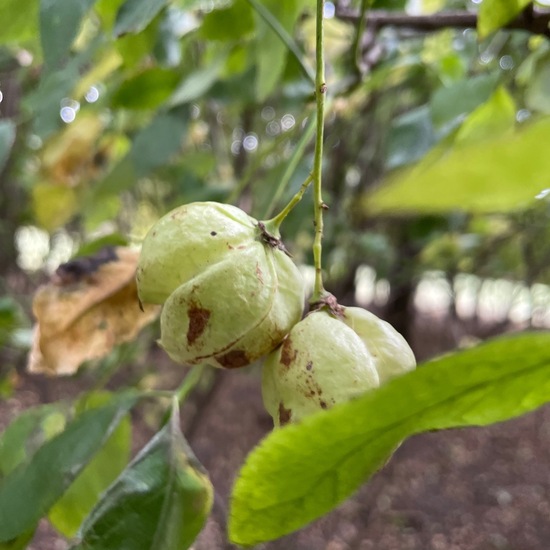 Staphylea pinnata: Plant in habitat Park in the NatureSpots App