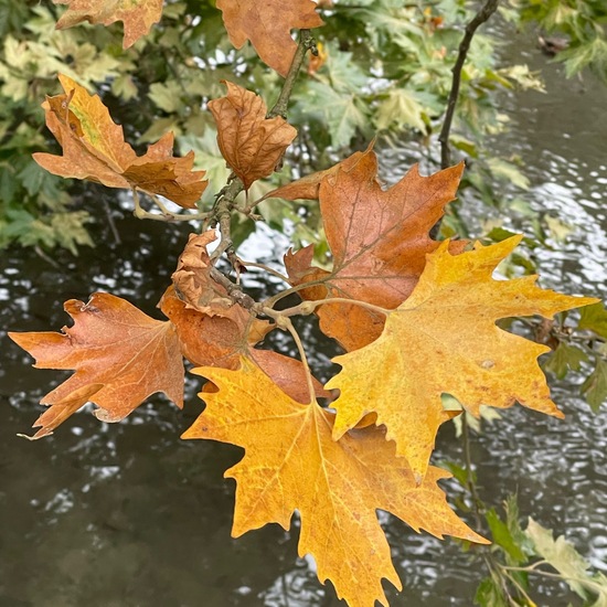 Morgenländische Platane: Pflanze im Habitat Park in der NatureSpots App