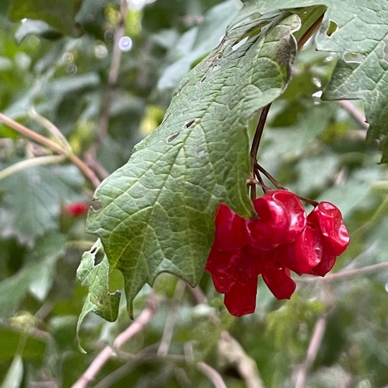 Lonicera xylosteum: Plant in habitat Park in the NatureSpots App