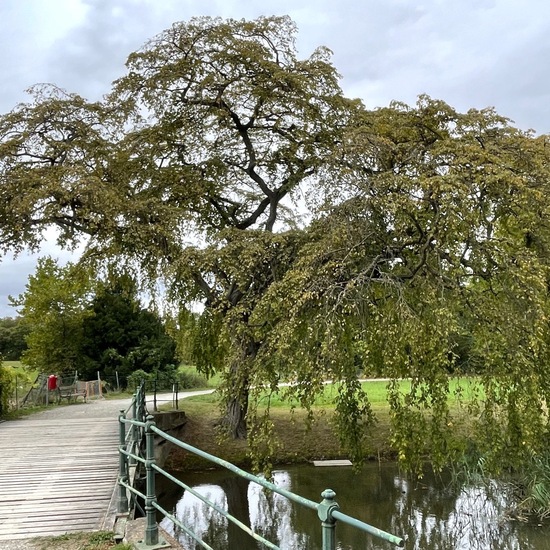 Hänge-Buche: Pflanze im Habitat Park in der NatureSpots App