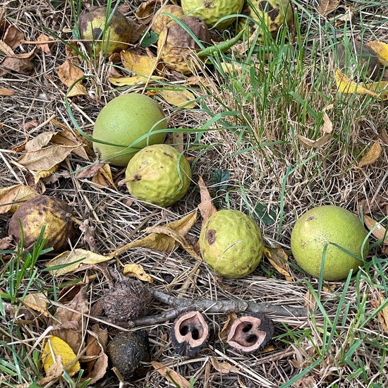 Juglans nigra: Plant in habitat Park in the NatureSpots App