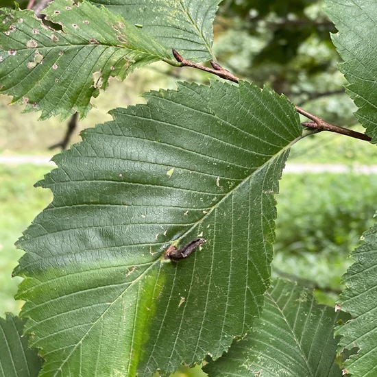 Ulmus laevis: Plant in habitat Park in the NatureSpots App