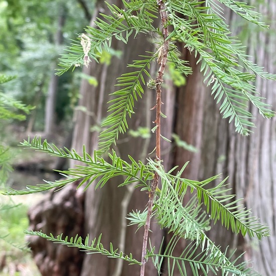 Echte Sumpfzypresse: Pflanze im Habitat Park in der NatureSpots App