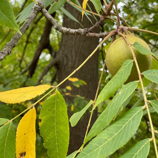 Juglans nigra: Plant in habitat Park in the NatureSpots App