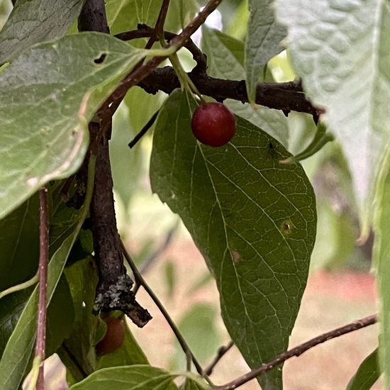 Celtis laevigata: Plant in habitat Park in the NatureSpots App