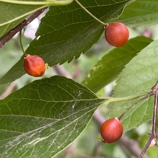 Celtis laevigata: Plant in habitat Park in the NatureSpots App