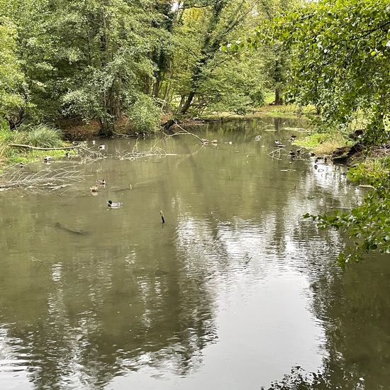 Landschaft: Süßwasser im Habitat Künstliches Süßwasser in der NatureSpots App