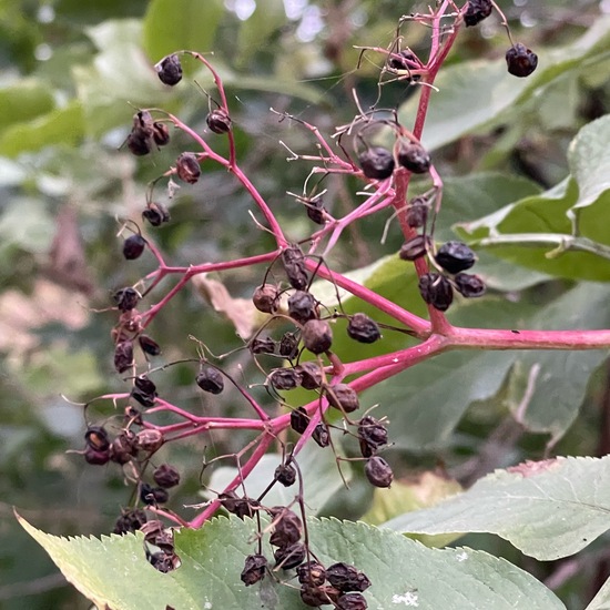 Sambucus nigra: Plant in habitat Park in the NatureSpots App