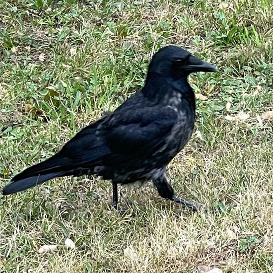 Carrion Crow: Animal in habitat Park in the NatureSpots App