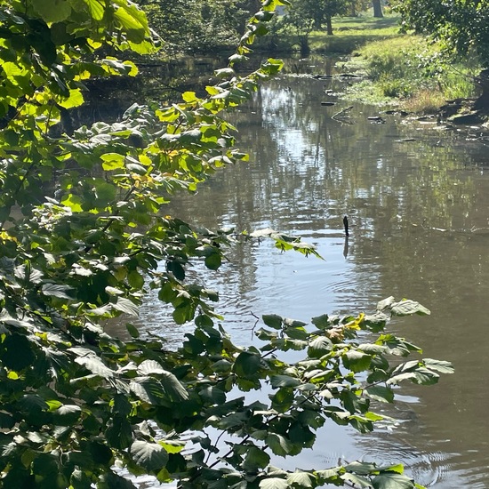 Corylus avellana: Plant in habitat Park in the NatureSpots App