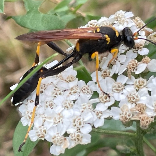 Sceliphron caementarium: Animal in habitat Garden in the NatureSpots App