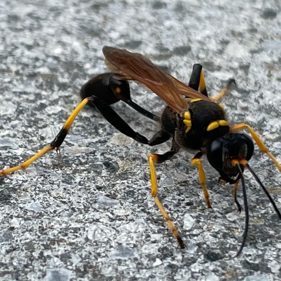 Sceliphron caementarium: Tier im Habitat Garten in der NatureSpots App