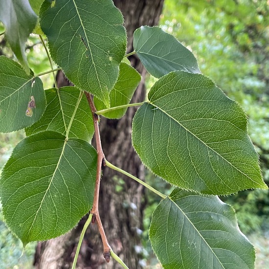 Pyrus ussuriensis: Plant in habitat Garden in the NatureSpots App