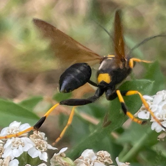 Sceliphron caementarium: Animal in habitat Garden in the NatureSpots App