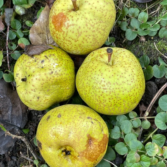 Pyrus ussuriensis: Pflanze im Habitat Garten in der NatureSpots App