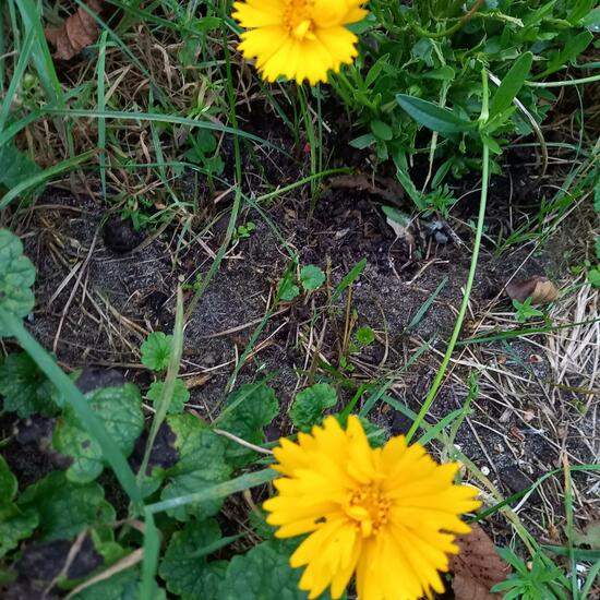 Coreopsis: Plant in nature in the NatureSpots App