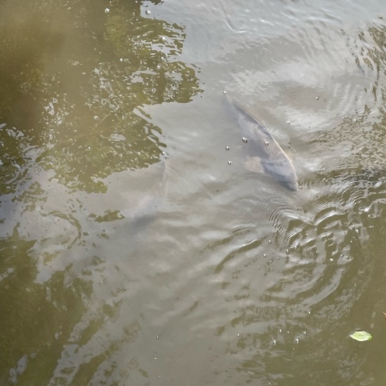 Common carp: Animal in habitat Park in the NatureSpots App