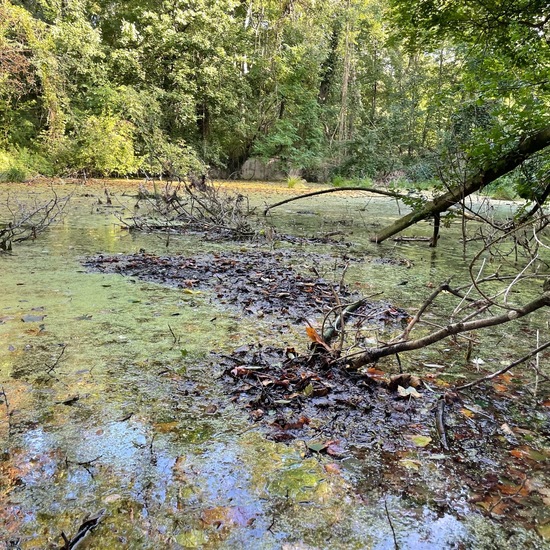 Landschaft: Süßwasser im Habitat Teich in der NatureSpots App