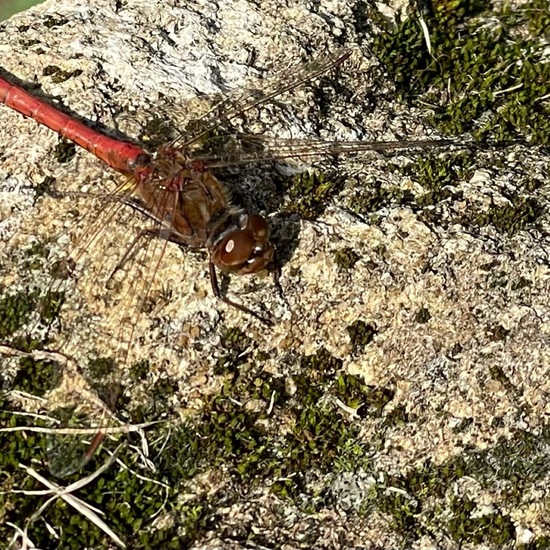 Gemeine Heidelibelle: Tier im Habitat Wald der gemäßigten Breiten in der NatureSpots App