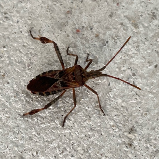 Western conifer seed bug: Animal in habitat Living space or Indoor in the NatureSpots App