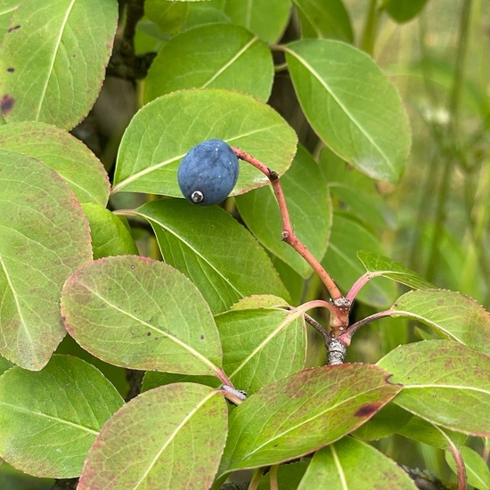 Tataren-Heckenkirsche: Pflanze im Habitat Garten in der NatureSpots App