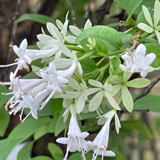 Abelia dielsii: Plant in habitat Garden in the NatureSpots App