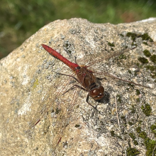 Gemeine Heidelibelle: Tier im Habitat Wald der gemäßigten Breiten in der NatureSpots App