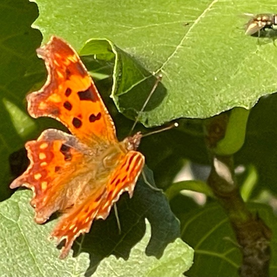 Polygonia c-album: Animal in habitat Temperate forest in the NatureSpots App