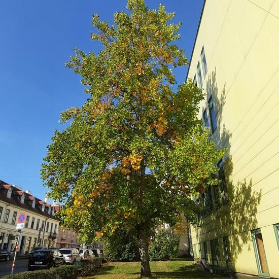 Liriodendron tulipifera: Plant in habitat City and Urban in the NatureSpots App