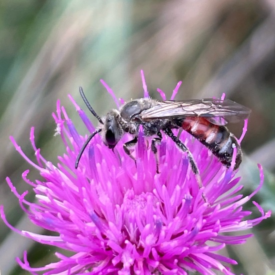 Andrena labiata: Tier im Habitat Stadt und Garten in der NatureSpots App