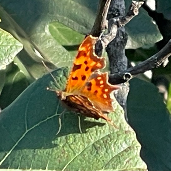 Polygonia c-album: Animal in habitat Temperate forest in the NatureSpots App