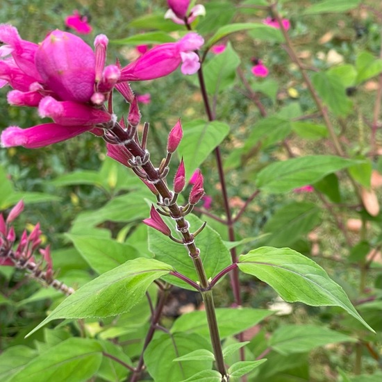 Salvia involucrata: Pflanze im Habitat Garten in der NatureSpots App