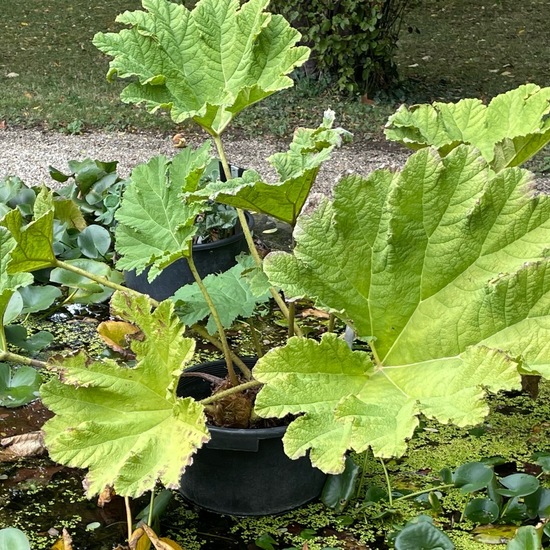 Gunnera: Pflanze im Habitat Garten in der NatureSpots App