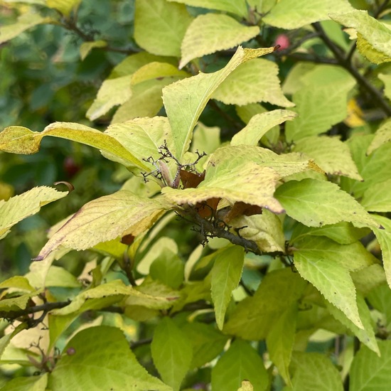 Callicarpa japonica var. angustata: Pflanze im Habitat Garten in der NatureSpots App