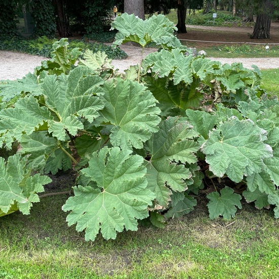 Gunnera manicata: Plant in habitat Garden in the NatureSpots App