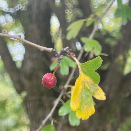 Weißdorne: Pflanze im Habitat Garten in der NatureSpots App