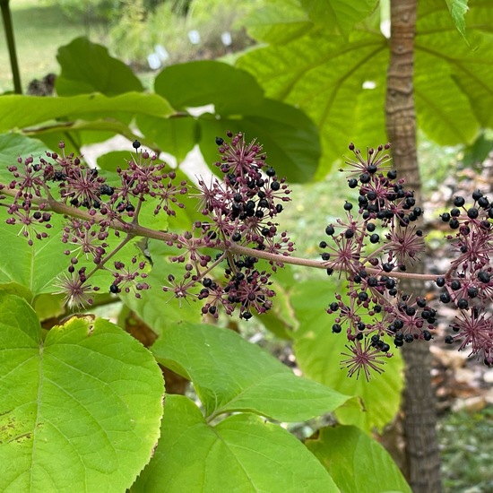 Aralia cordata: Pflanze im Habitat Garten in der NatureSpots App