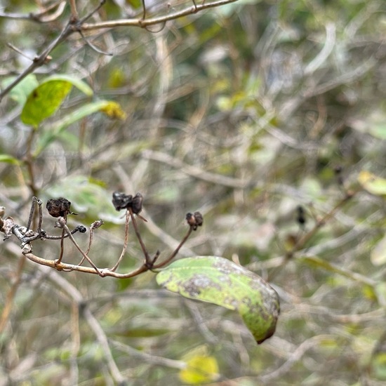 Viburnum opulus: Plant in habitat Garden in the NatureSpots App