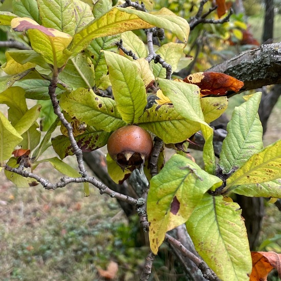 Mispeln: Pflanze in der Natur in der NatureSpots App